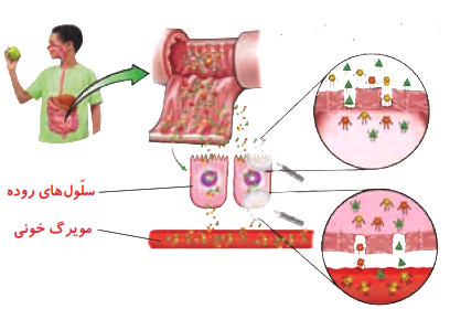 خون مواد دفعی مثل آب اضافه را به کجا می برد