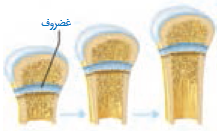 تنظیم وضعیت عمومی بدن در شرایط دشوار جسمی و روحی تنظیم وضعیت عمومی بدن در شرایط دشوار جسمی و روحی