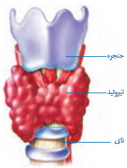 تنظیم وضعیت عمومی بدن در شرایط دشوار جسمی و روحی تنظیم وضعیت عمومی بدن در شرایط دشوار جسمی و روحی
