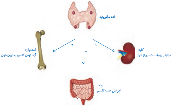 تنظیم وضعیت عمومی بدن در شرایط دشوار جسمی و روحی تنظیم وضعیت عمومی بدن در شرایط دشوار جسمی و روحی