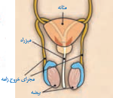 تنظیم وضعیت عمومی بدن در شرایط دشوار جسمی و روحی