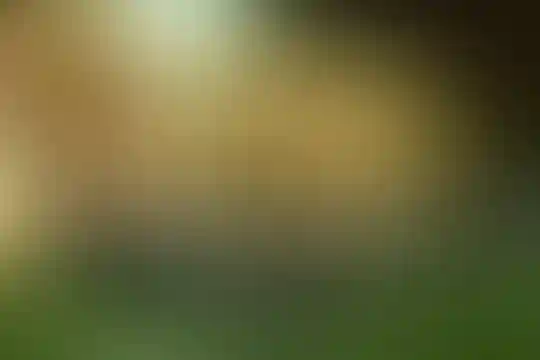 مبین خلیج فارس