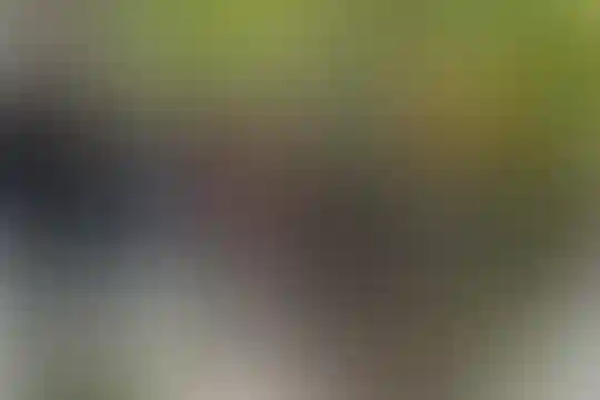 فریده سلیمی