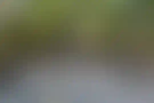 فریده سلیمی
