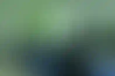 دارالفنون