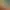 کپک چیست؟