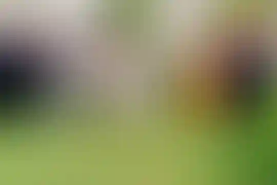 مهردخت