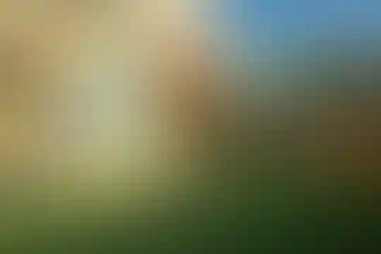 پویان مهر