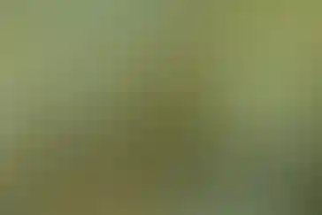 دارالفنون