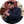 سید جلال سیدی طرقی