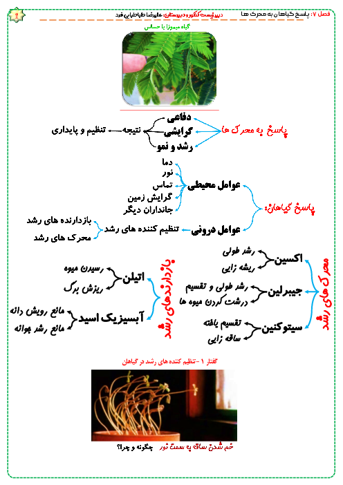 مایند مپ (نمودار درختی) زیست شناسی یازدهم |  فصل 9: پاسخ گیاهان به محرک‌ها