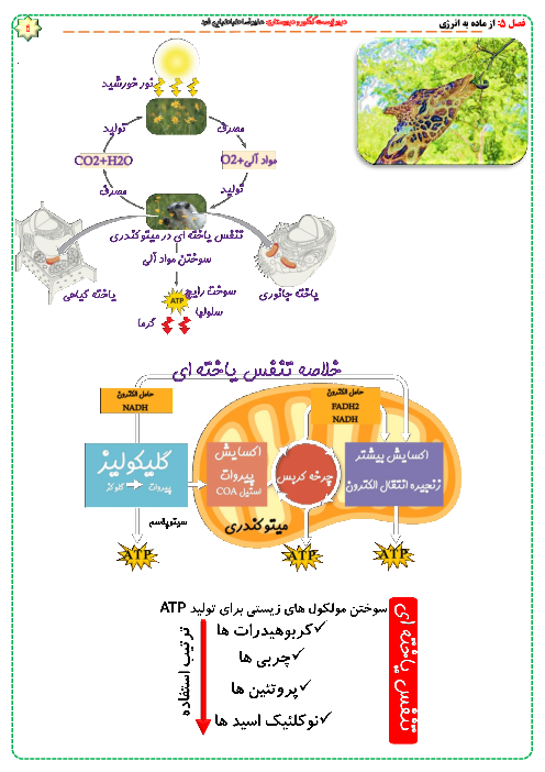 مایند مپ (نمودار درختی) زیست شناسی دوازدهم |  فصل 5: از ماده به انرژی
