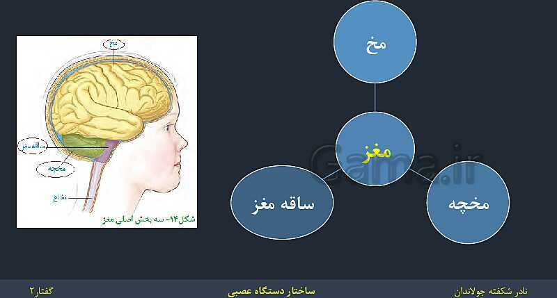 پاورپوینت زیست شناسی (2) یازدهم | فصل 1 | گفتار 2: ساختار دستگاه عصبی- پیش نمایش