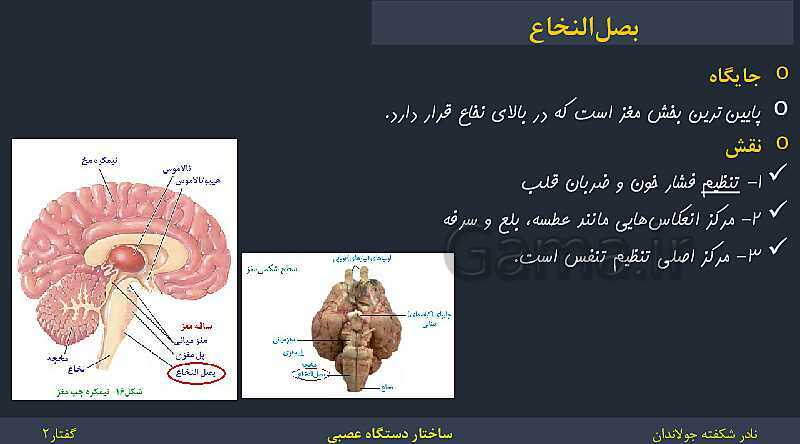 پاورپوینت زیست شناسی (2) یازدهم | فصل 1 | گفتار 2: ساختار دستگاه عصبی- پیش نمایش