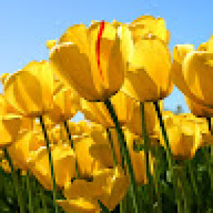 نگین شیری