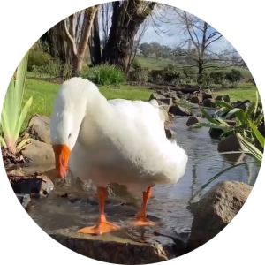 منیره عبادپور خطبه سرا