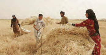 برداشت گندم