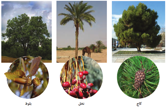 کاج نخل بلوط