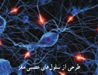 طرحی از سلول&zwnj;های عصبی مغز