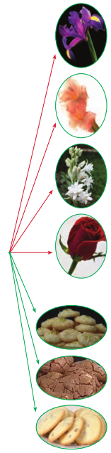 نمودار درختی گل و شیرینی