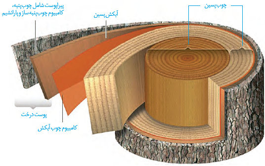 برشی از ساقۀ درخت