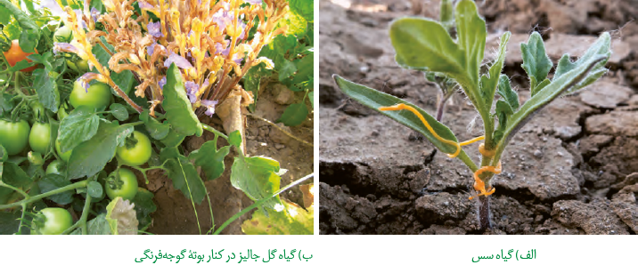   گیاهان انگل: الف) گیاه سس ب) گیاه گل جالیز در کنار بوتۀ گوجه فرنگی