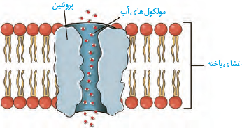 پروتئین تسهیل کننده عبور  آب در غشا