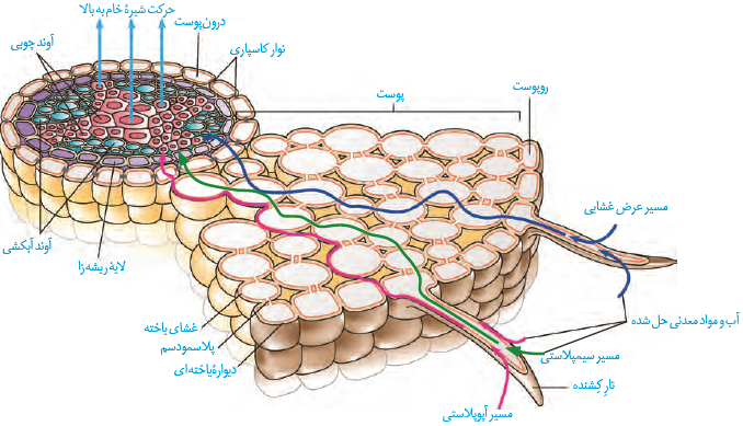 پروتئین تسهیل کننده عبور  آب در غشا