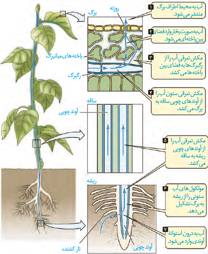 پروتئین تسهیل کننده عبور  آب در غشا
