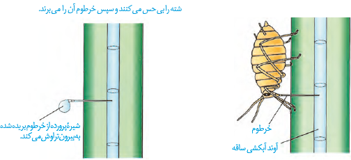 پروتئین تسهیل کننده عبور  آب در غشا