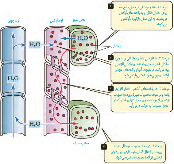 پروتئین تسهیل کننده عبور  آب در غشا