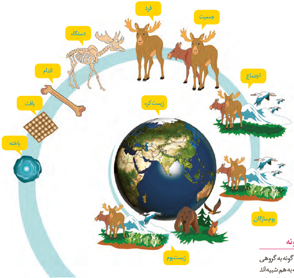 سطوح متفاوت حیات حیوانات