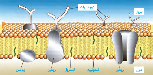 غشای یاخته