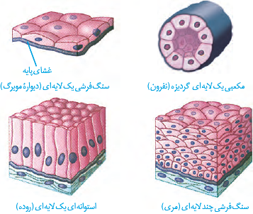 انواع بافت پوششی