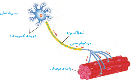 یاختۀ عصبی