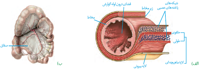 ساختار لایه&zwnj;های لولۀ گوارش