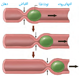 حرکات کرمی