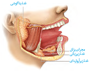 غد&zwnj;ه&zwnj;های بناگوشی، زیر آرواره&zwnj;ای و زیر زبانی، بزاق ترشح می&zwnj;کنند