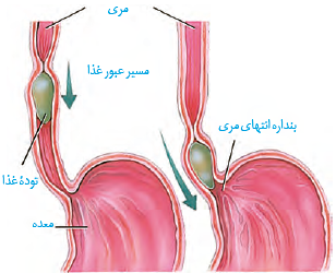 ب) حرکات کرمی، غذا را در طول مری حرکت می&zwnj;دهند