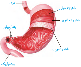 حرکات معده در اثر انقباض ماهیچه&zwnj;های آن
