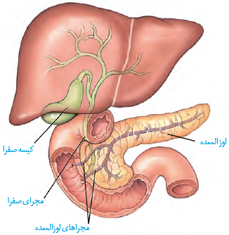  صفرا از راه مجاری صفراوی کبد به یک مجرای مشترک وارد، و در کیسه صفرا ذخیره می&zwnj;شود