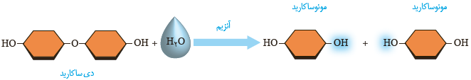 دی ساکارید&zwnj;ها