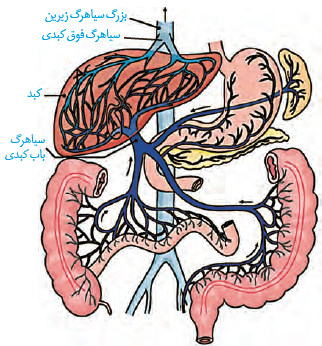 سیاهرگ باب وفوق کبدی