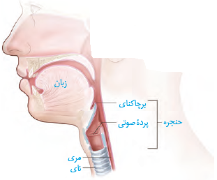 یاخته&zwnj;های بدن، گازهای تنفسی را با خون مبادله می&zwnj;کنند و خون در شش ها این گازها را با هوا مبادله می&zwnj;نماید