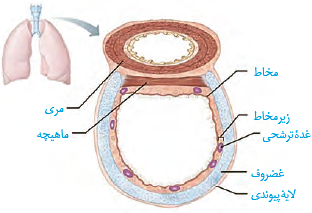 ساختار بافتی دیوارۀ نای