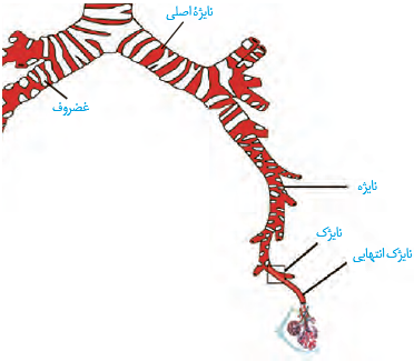  انشعابات نای
