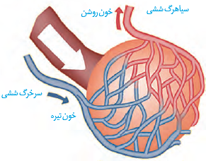  مویرگ&zwnj;های خونی فراوان، اطراف حبابک&zwnj;ها را احاطه کرده&zwnj;اند