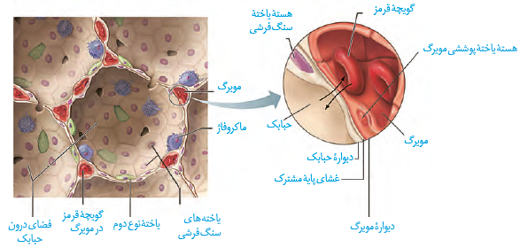 دیوارۀ حبابک از دو نوع یاخته ساخته شده است