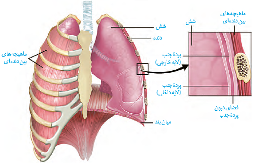 شش&zwnj;ها و قفسۀ سینه