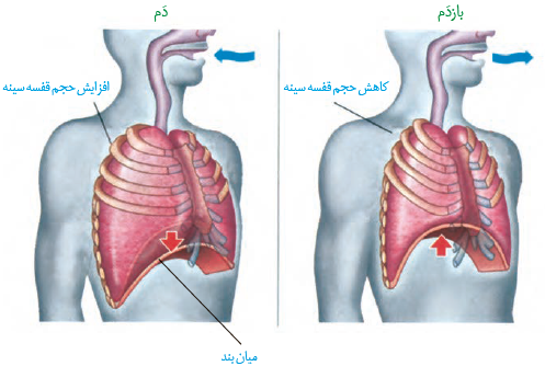  افزایش و کاهش حجم قفسۀ سینه در دم و بازدم عادی
